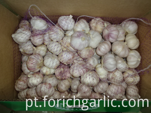 Normal Garlic New Fresh